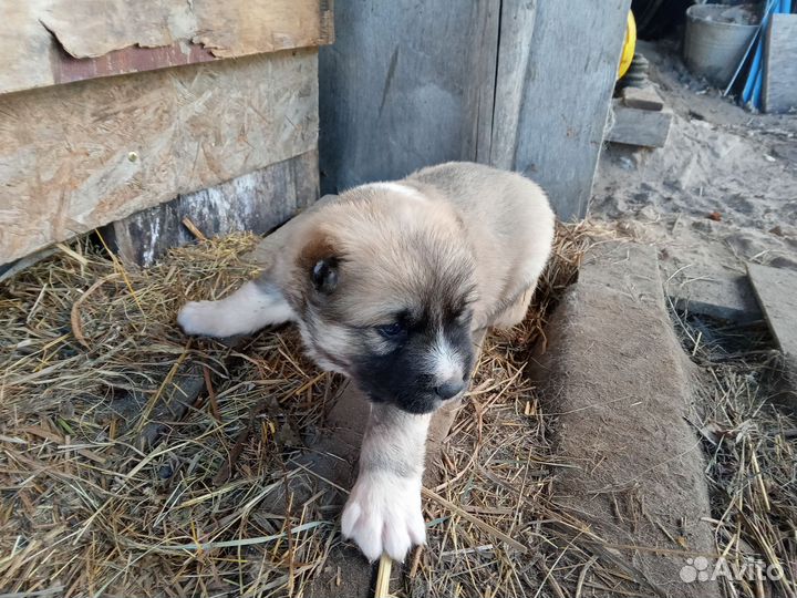 Собака алабай щенки