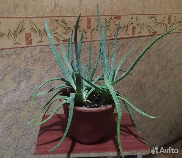 Алоэ-вера, каланхоэ, золотой ус, лечебные