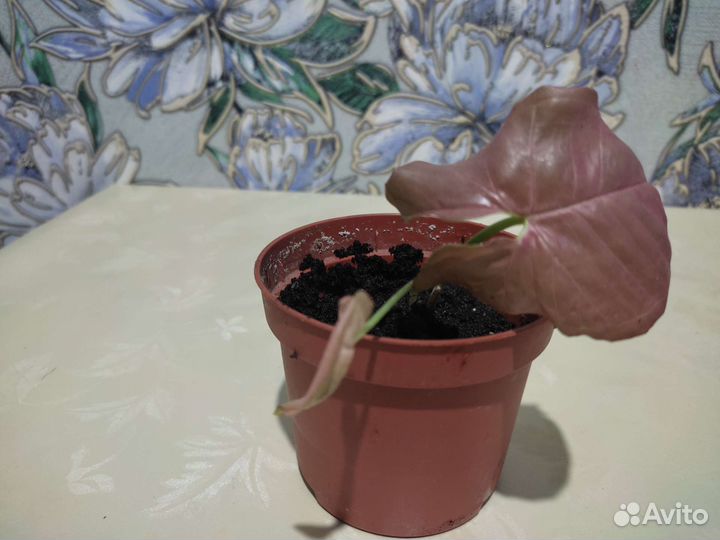 Диффенбахия