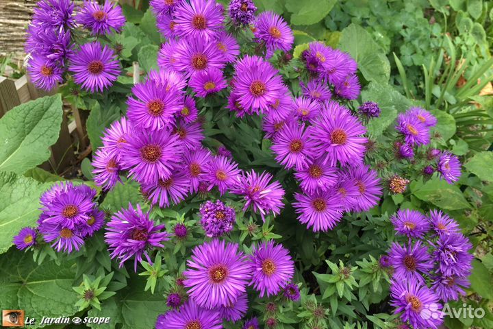 Разные сентябринки