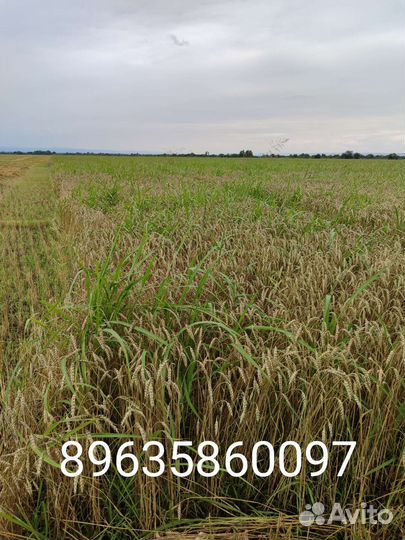 Солома с сеной