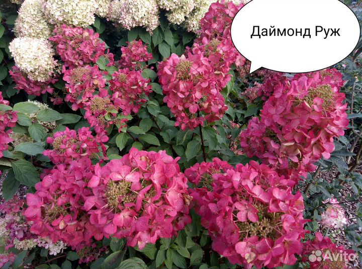 Гортензия саженцы