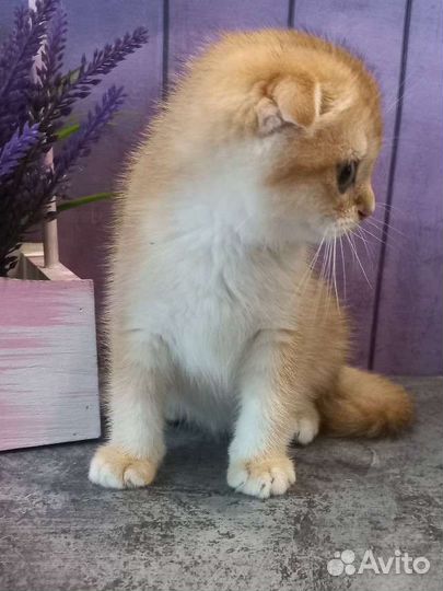 Шотландские котята золотая шиншилла