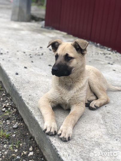 Метис Бельгийская овчарка