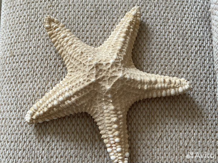 Морская звезда
