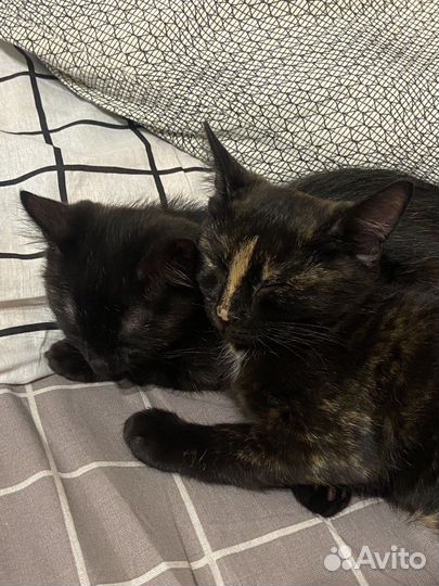 Передержка домашних животных