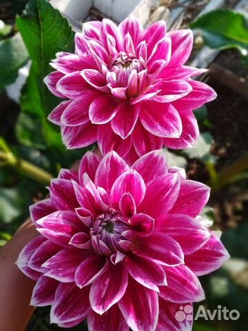 Георгины - обмен на растения