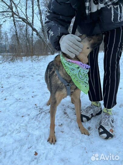 Собака в добрые руки