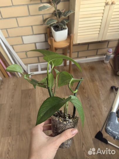 Сциндапсус