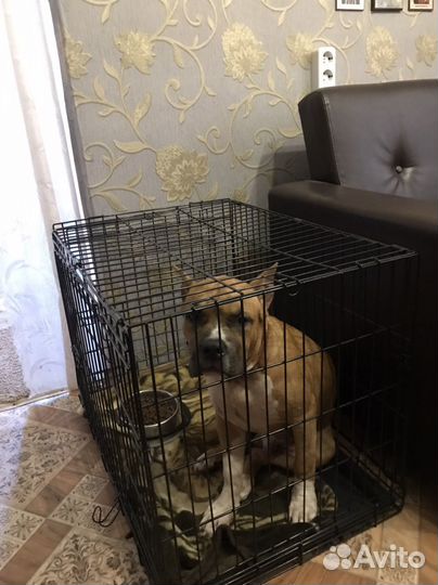 Передержка собак в домашних условиях