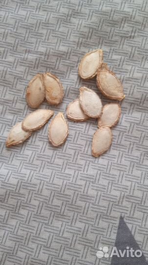 Тыква баттернат семена