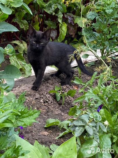 Котята погибают на дачах