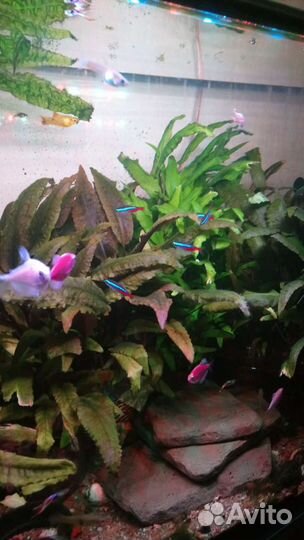 Криптокорины