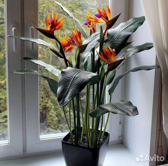 Стрелиция / растения для офиса