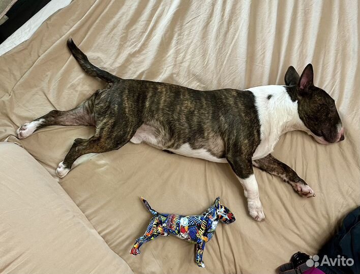 Статуэтка Мини Бультерьер