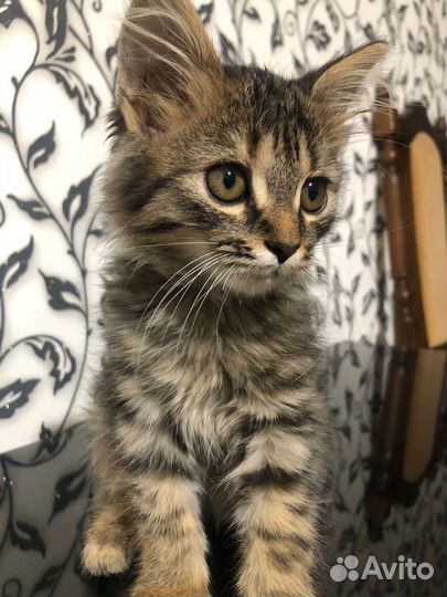 Британская кошка в дар