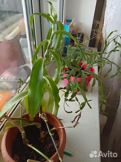 Два цветка за сто с горшком