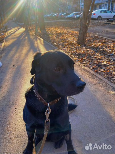 Кобель лабрадора вязка