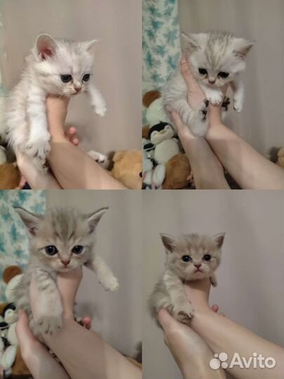 Шотландские котята