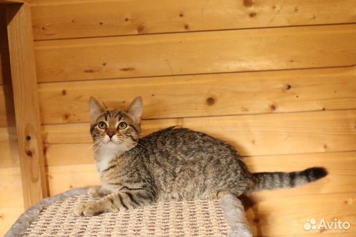Красивые котята метисы в дар