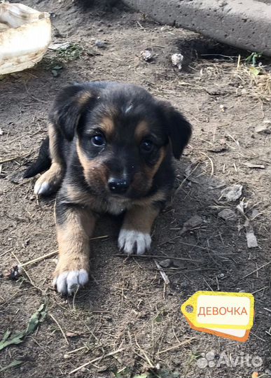 Щенки в добрые руки бесплатно