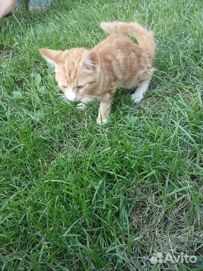 Отдам в добрые руки