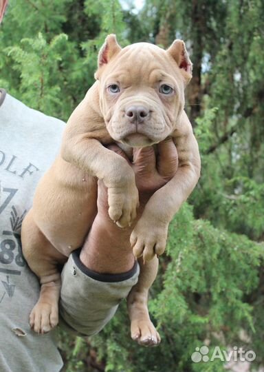 Американский булли покет