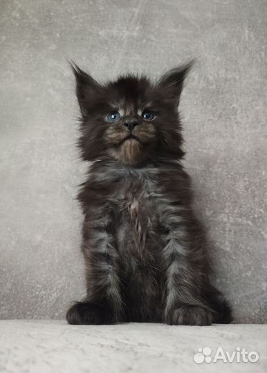 Мейн-кун черный дым