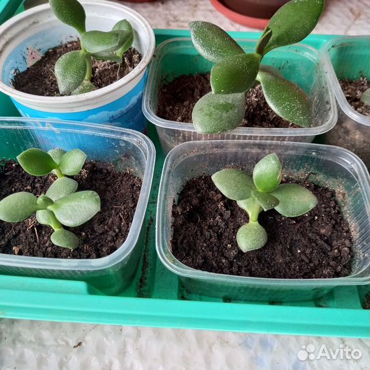 Каланхоэ лечебное продам