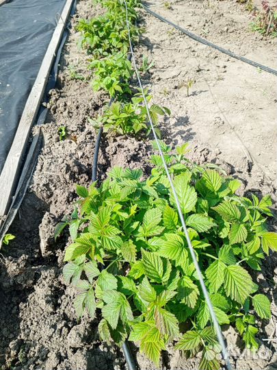 Ремонтантная малина