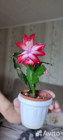 Домашние цветы