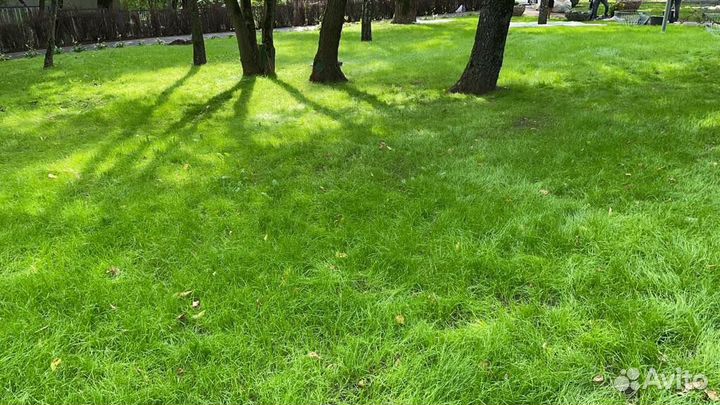 Рулонный газон «Дачный»