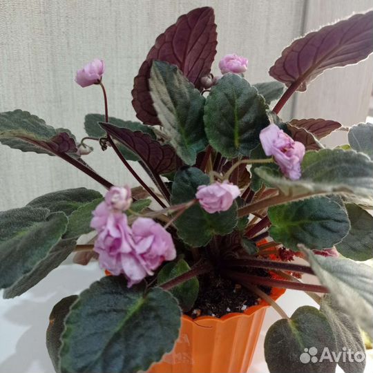 Цветущие Фиалки