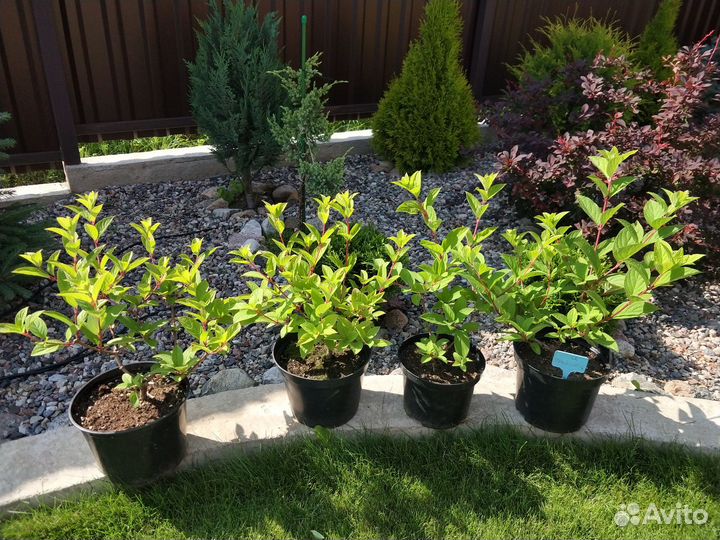 Гортензия метельчатая Пинк Даймонд