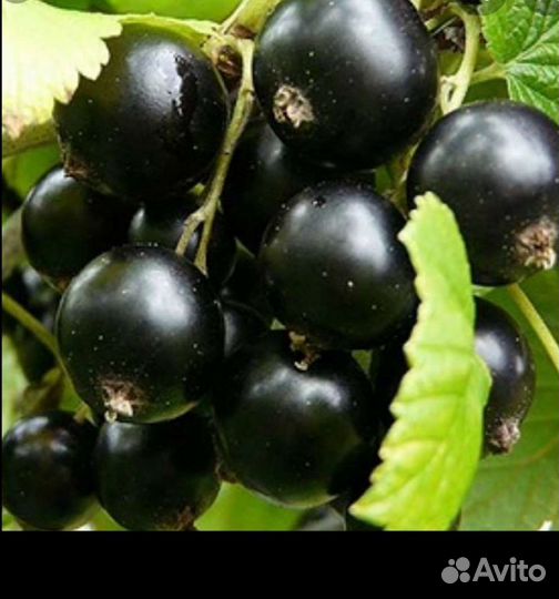 Саженцы смородины