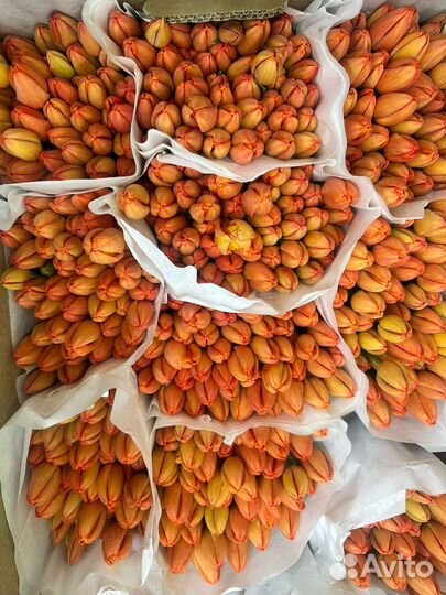 Продам тюльпаны