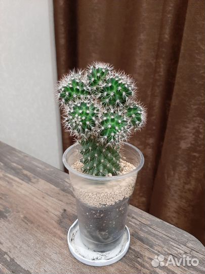 Кактусы и суккуленты