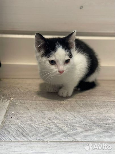 Нежный белоснежный малыш 2 мес