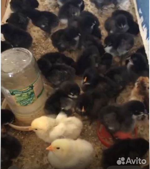 Инкубационное яйцо породистых кур