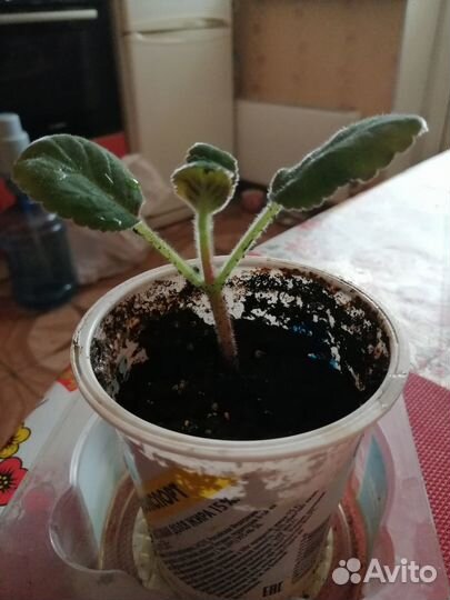 Глоксиния розовая молодая