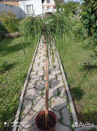 Туя випкорд