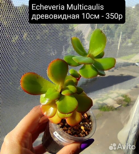 Суккуленты из Азии(адаптированные) 3