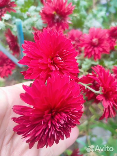 Хризантема