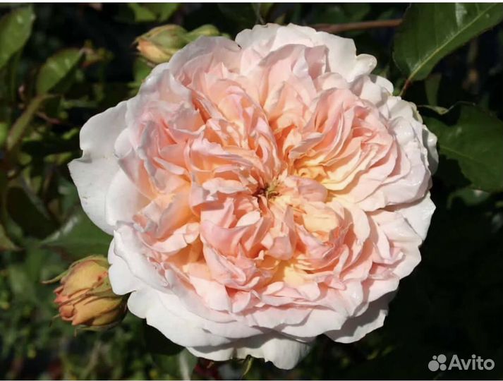 Английские розы