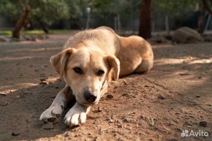 Собачка в добрые руки
