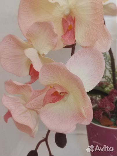 Декоративная орхидея персикового цвета
