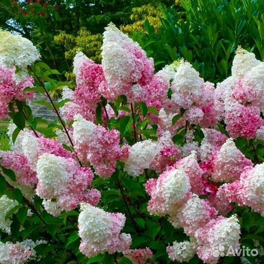 Гортензия метельчатая пинк леди