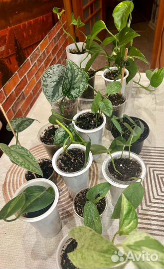 Сциндапсусы, эпипремнумы, филодендроны