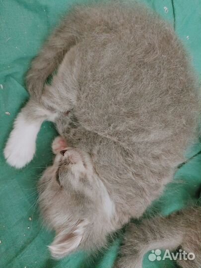 Кошки в добрые руки