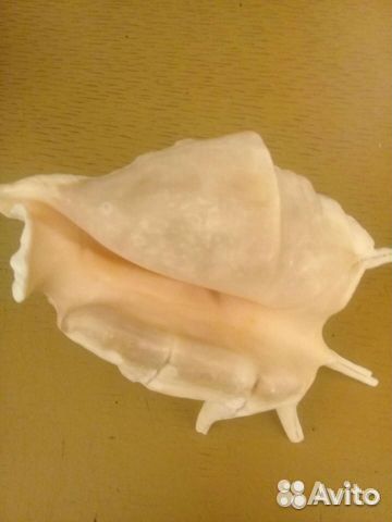 Ракушка15см